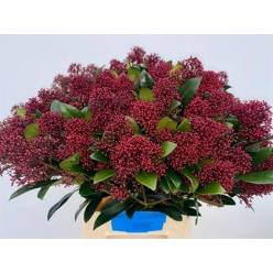 Skimmia Rubella 50cm Paq.