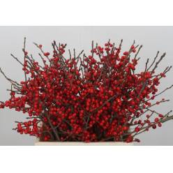 ILEX Verticillata 60cm A2