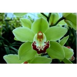 Cymbidium Machteld 80cm Vd.