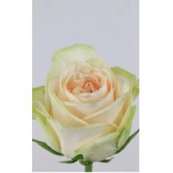 Rosa Hol. Wedding Rose 40cm