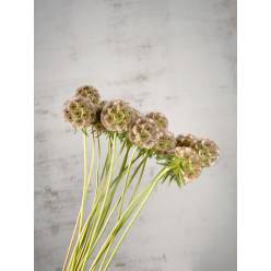 Scabiosa Stellata 70cm x20