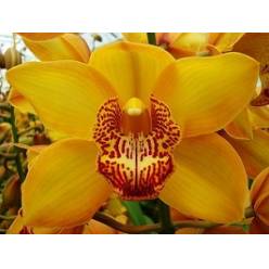 Cymbidium Esther 80cm Ama. Ocre