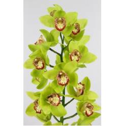 Cymbidium Dragonfly 80cm Vd