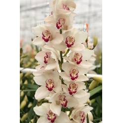 Cymbidium Mazurca 80cm Bl