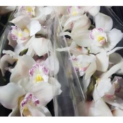 Cymbidium Steffi 80cm Bl