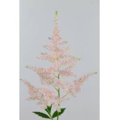 Astilbe Europa 45cm