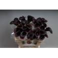 Calla Cantor 55cm Negra