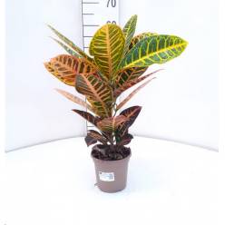 P. Croton Nac. Petra 14/60cm x6