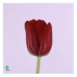 Tulipan Hol. Seadov 35cm Rj