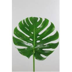 Philodendro Monstera Hol. Mediano 55cm 27