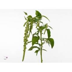 Amaranthus Hol. Green Cord 80cm