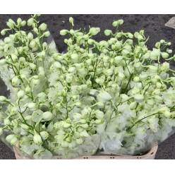 Delphinium Century White 80cm "x10 tallos"