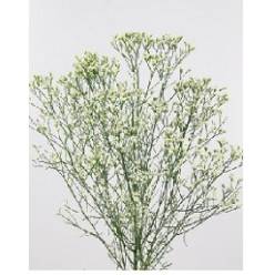 Limonium Hol. Sen Colada 60cm 20gr x25 Bl