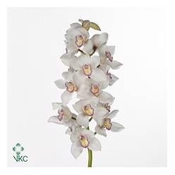 Cymbidium Tony 80cm Bl.