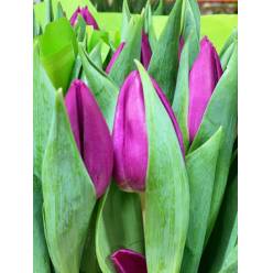 Tulipan Hol. Purple Prince Morado 40cm