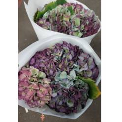 Hortensia Hol. Magic Elbtal Classic 60cm 16/18