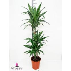 P. Dracena Deremensis Nac. 20/115cm 3P  (115/90/60)