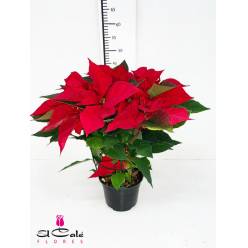 P. Poinsetia Nac. 14/45cm x8