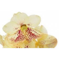 Vanda Yellow Henna x16