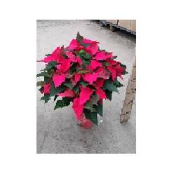 P. Poinsetia Nac. 17/65cm x6