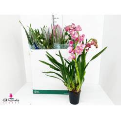 P. Cymbidium Mix 14/80cm x8  2Tall.