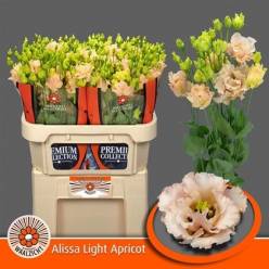 Lisiantus Hol. Alissa L Apricot 70cm 55gr "T10"