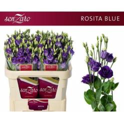 Lisiantus Hol. Rosi Blue 70cm 55gr x10