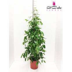 P. Ficus Be Exotica 27/150cm