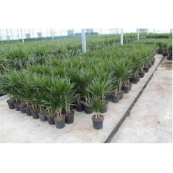 P. Dracena Marginata 27/160cm 3.P  (60/90/160)