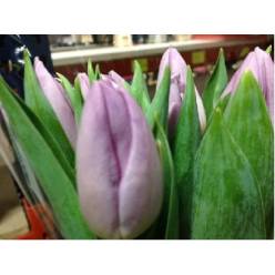 Tulipan Hol. Candy Prince 40cm Mrd.