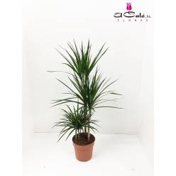 P. Dracena Marginata 21/115cm 3P  (115/90/60)