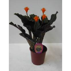 P. Calathea Crocata 14/40cm x6 +3Flores