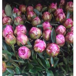 Peonia Hol. Dr. Fleming 55cm Fucsia