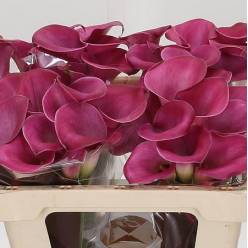 Calla Fantasia 55cm