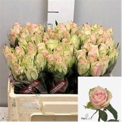 Rosa Hol. Pink Athena 50cm Rs.