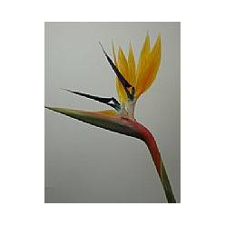 Strelitzia 70cm "CC30"