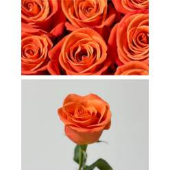 Rosa Ecu. Orange Crush 70cm Na