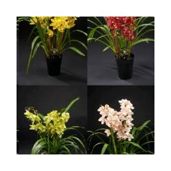 P. Cymbidium Mix 3 T 14/85cm x8