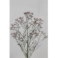 Limonium Hol. Anou Diamond 70cm 20gr x25