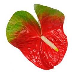 Anthurium Hol. Amigo Improve 13  "CC12"