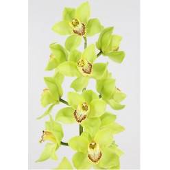 Cymbidium Popeye Vd. 80cm