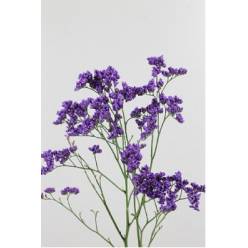 Limonium Hol. Maine Blue 60cm 25gr x25 Az