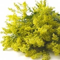 Solidago Carzan Glory 70cm 30gr "T25"