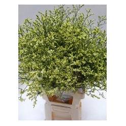 Limonium Hol. Chino Summer 60cm 20gr "T25" Am.