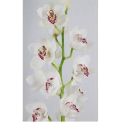 Cymbidium Vanity 80cm Bl