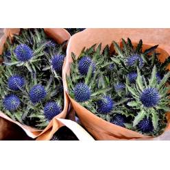 Eryngium Hol. Magnetar star 40cm "T10"