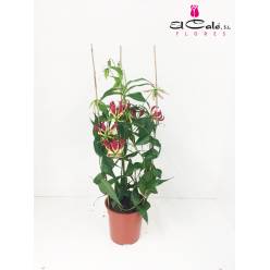 P. Gloriosa Rothschild 21/90cm