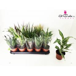 P. Dracena Hol Mix 12/35cm x10