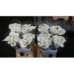 Calla White Present 60cm