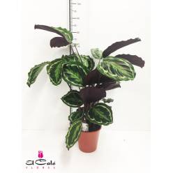 P. Calathea Medallion 19/80cm x5